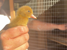 Khaki campbell ducklings