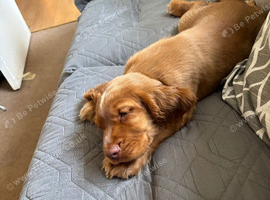 1 gorgeous boy  Sprocker pup ready  now