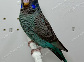 Black Face Black Wing budgie For Sale