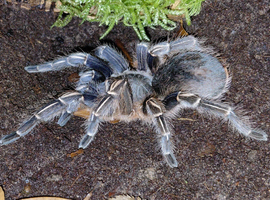 Costa Rican Zebra Tarantula