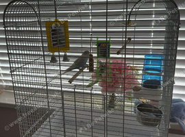 BABY BOY BUDGIE