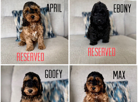 F1 Show Line Cockapoo Puppies ️