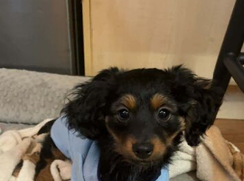 Dachshund cross