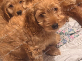Quality Ruby F1 Cockapoo Puppies