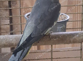 hand reared cockatiels