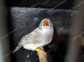 Light back pied hen