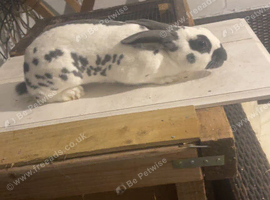 English spot show Rabbit ringed male(buck)