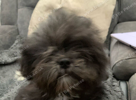 Adorable Lhasa Apso Boy puppies for sale