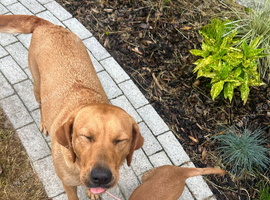 Ready now!!! Beautiful fox red Labrador