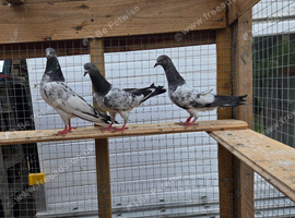 3 high flyer pigeon