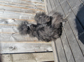 Silkie cockerel