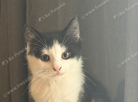 LAST KITTEN READY TO GO