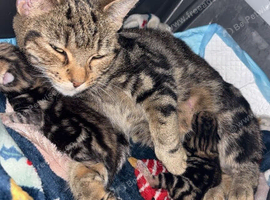 male kitten redy tomorrow