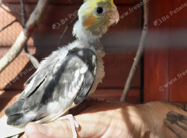 Female cocketiel