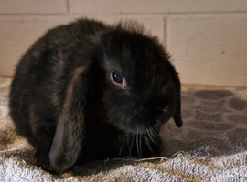 Mini lop bunnies