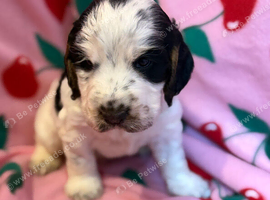 beautiful puppies for sale