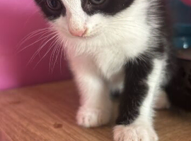 Kittens for re-home