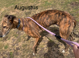 Beautiful greyhounds