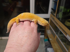 Male leopard gecko
