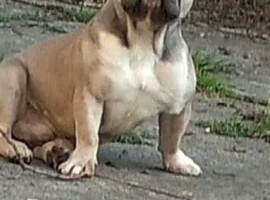 Stud