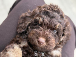 Gorgeous F1 cockapoo puppies