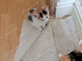 Kittens for forever home