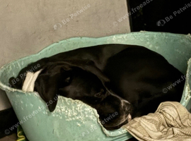 Cane corso x male