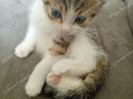 Tabby kittens mixed breed