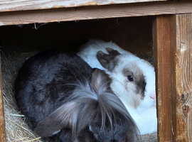 2 Neutered Rabbits
