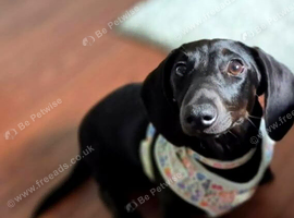 Solid black female mini dachshund