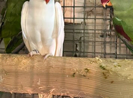 Albino ringneck hen