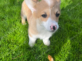 Welsh Pembrokeshire corgi pups
