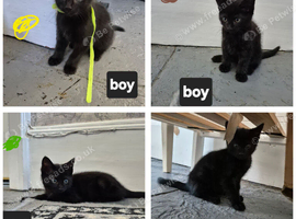 Kittens for sqle