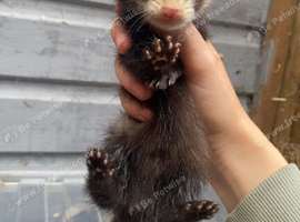 polecat x albino