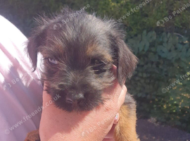 3 littler boarder terrier puppies left of a litter of 8