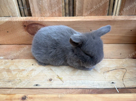 6 Mini lops - waiting list open
