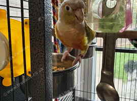 Peach green cheek Conures