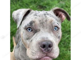 Female pocket bully