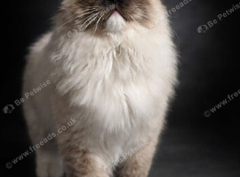 Tica registered proven stud