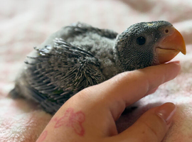 Hand-Reared Derbyans