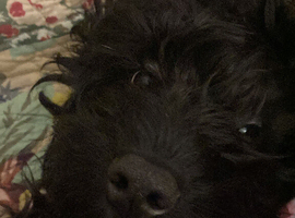 Billy is looking for his forever home