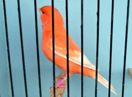 Cocks only