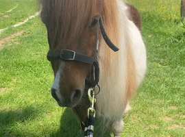 Two Beautiful Shetland Mares Perfect Companions