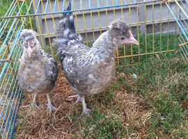 Cream legbar females