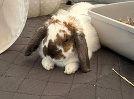 Male Rabbit