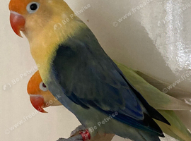 Lovebirds pale fallows