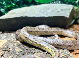 Adult Male Carolina Corn Snake at Birmingham Reptiles