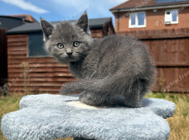 Ragdoll x BSH/Scottish Fold Kitten