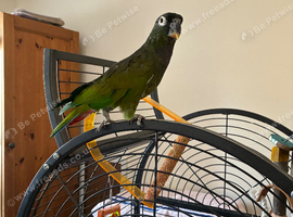 Pionus  Maximilian lovely parrot