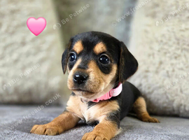 Last Stunning Dorkie Puppy